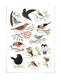 Poster Heimische Vögel, DIN A3