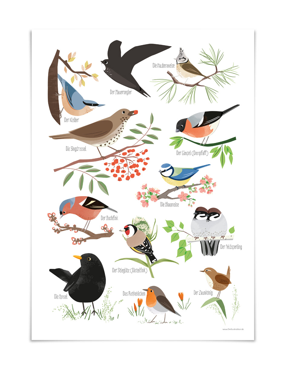 Poster Heimische Vögel, DIN A3